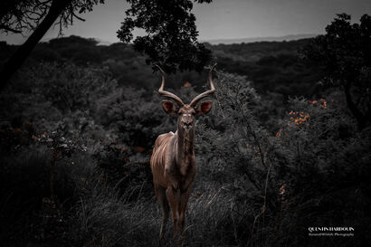 Great KUDU - a Photographic Art Artowrk by Quentin HARDOUIN-PASDELOUP Quenitn